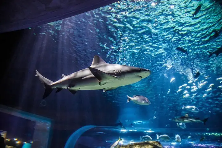 2025 Acuario Michin Guadalajara Admission Ticket - with Trusted Reviews