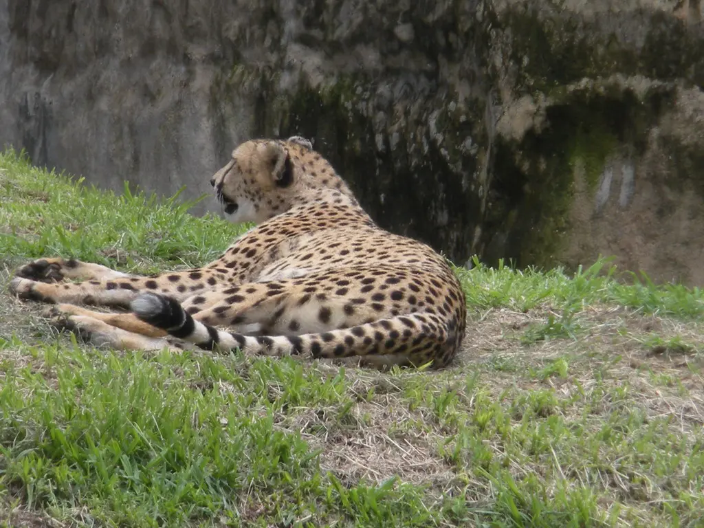Cheetah / Guepardo | Zoológico Guadalajara (Guadalajara Zoo)… | Flickr