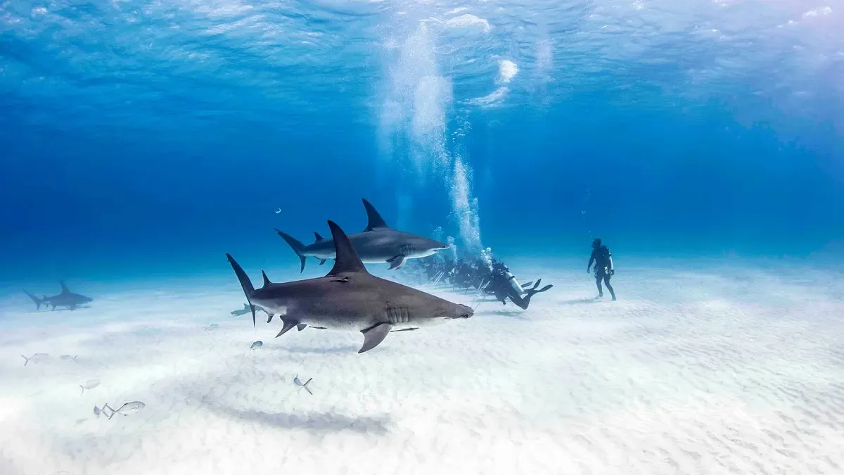 Neal Watson's Bimini Scuba Center (2025) - All You Need to Know BEFORE You Go (with Reviews)