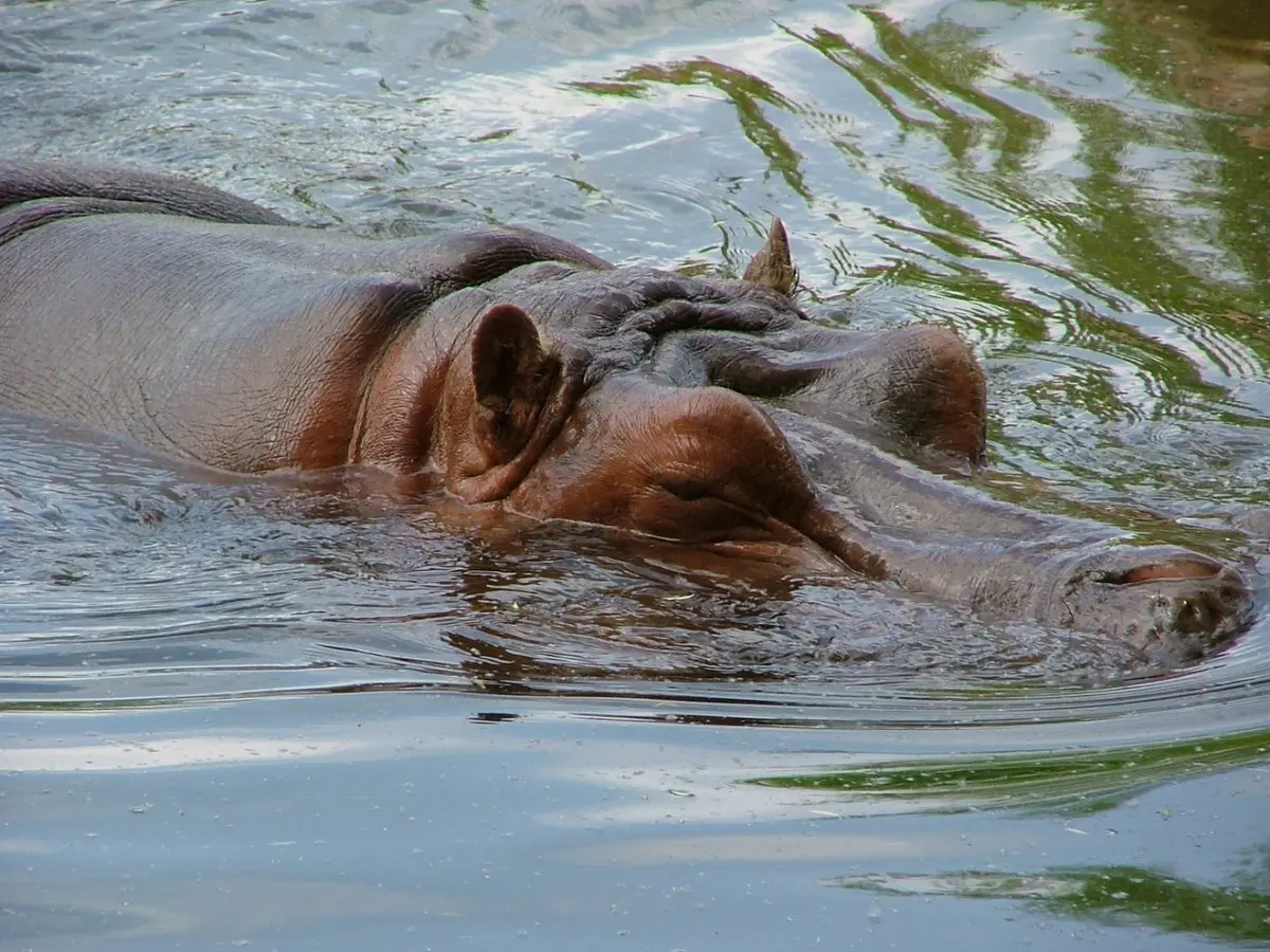 File:KC Zoo ^10 - Flickr - Trinity.jpg - Wikimedia Commons