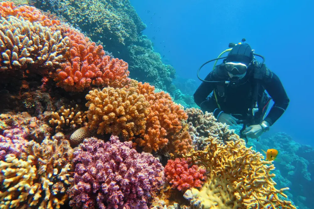 Why the Great Barrier Reef needs tourists now  - No Paywall | Karta.com