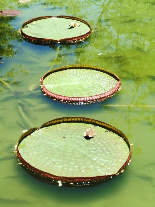 File:Lago Vitória-Régia, Jardim Botânico, RJ.jpg - Wikimedia Commons